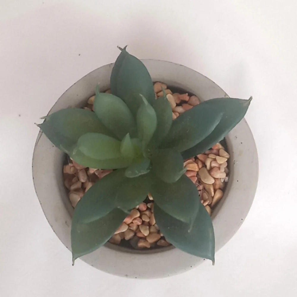 Succulent in Concrete Planter